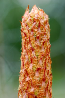 Pinus coulteri - borovice coulterova - mladý výhon